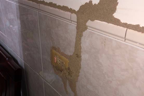 電線孔可能是白蟻入侵的主要路徑，伴隨泥土粉末可能表示牠們正在破壞牆內的木材和電線