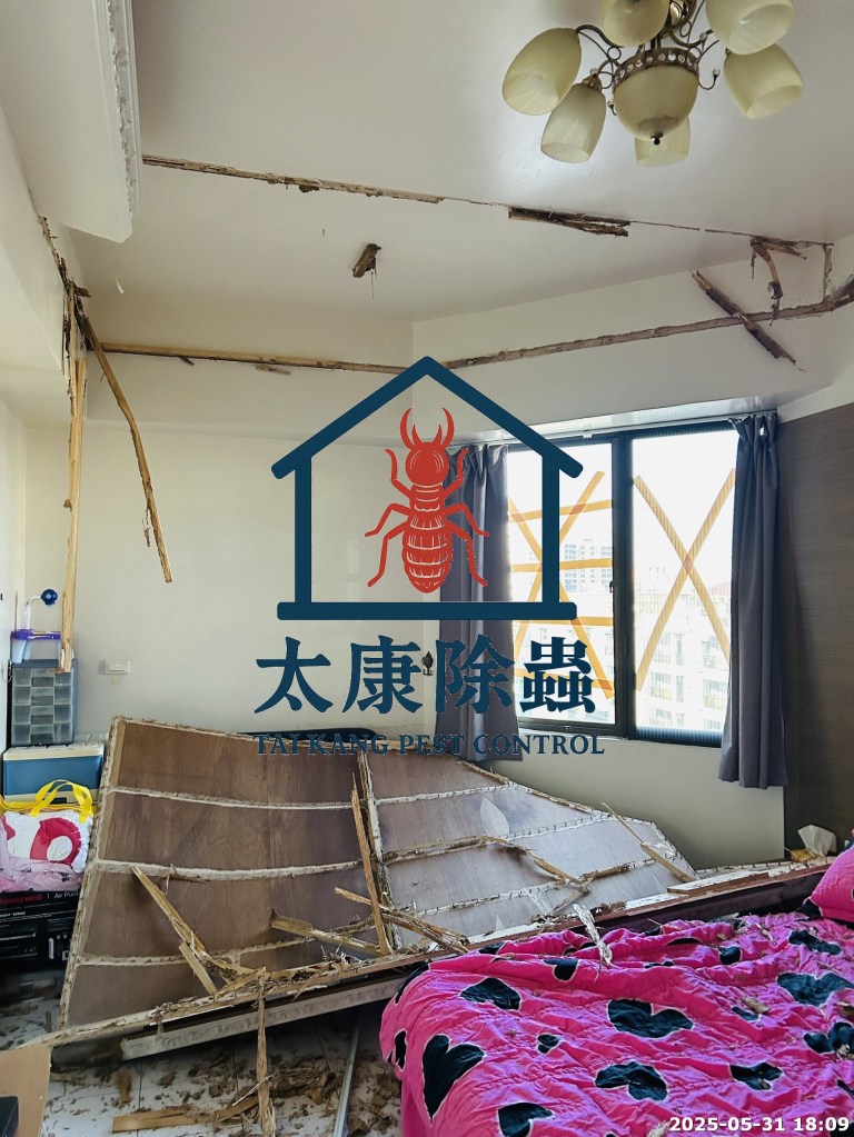 一間臥室的內部，牆壁和家具受到白蟻侵蝕，木材顯示出明顯的損壞，床上有一床粉紅色的被子，窗口被障礙物遮擋，地面上散落著木屑。