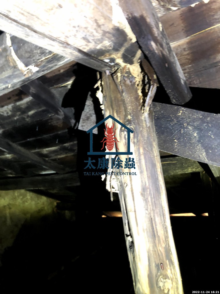 一根木樁上有明顯的白蟻蛀蝕痕跡，顯示出白蟻正在侵蝕木材的情況，環境昏暗，背景顯示出結構的內部情形。