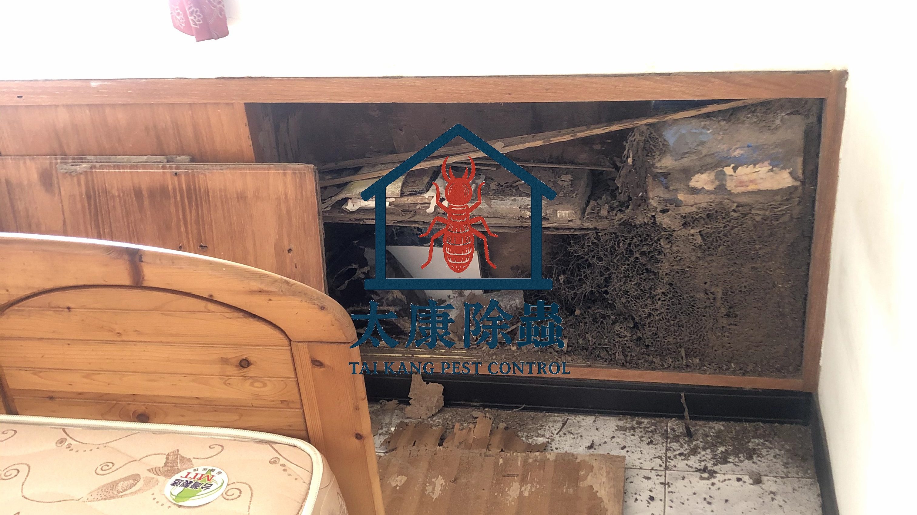 此案由一位退休老師反映，書房地板角落有泥土狀異物。初期以為是潮濕長黴，實際上是白蟻建立的「蟻道高速公路」，通往書櫃底部。書櫃中的收藏字畫和古書都遭到嚴重損壞。