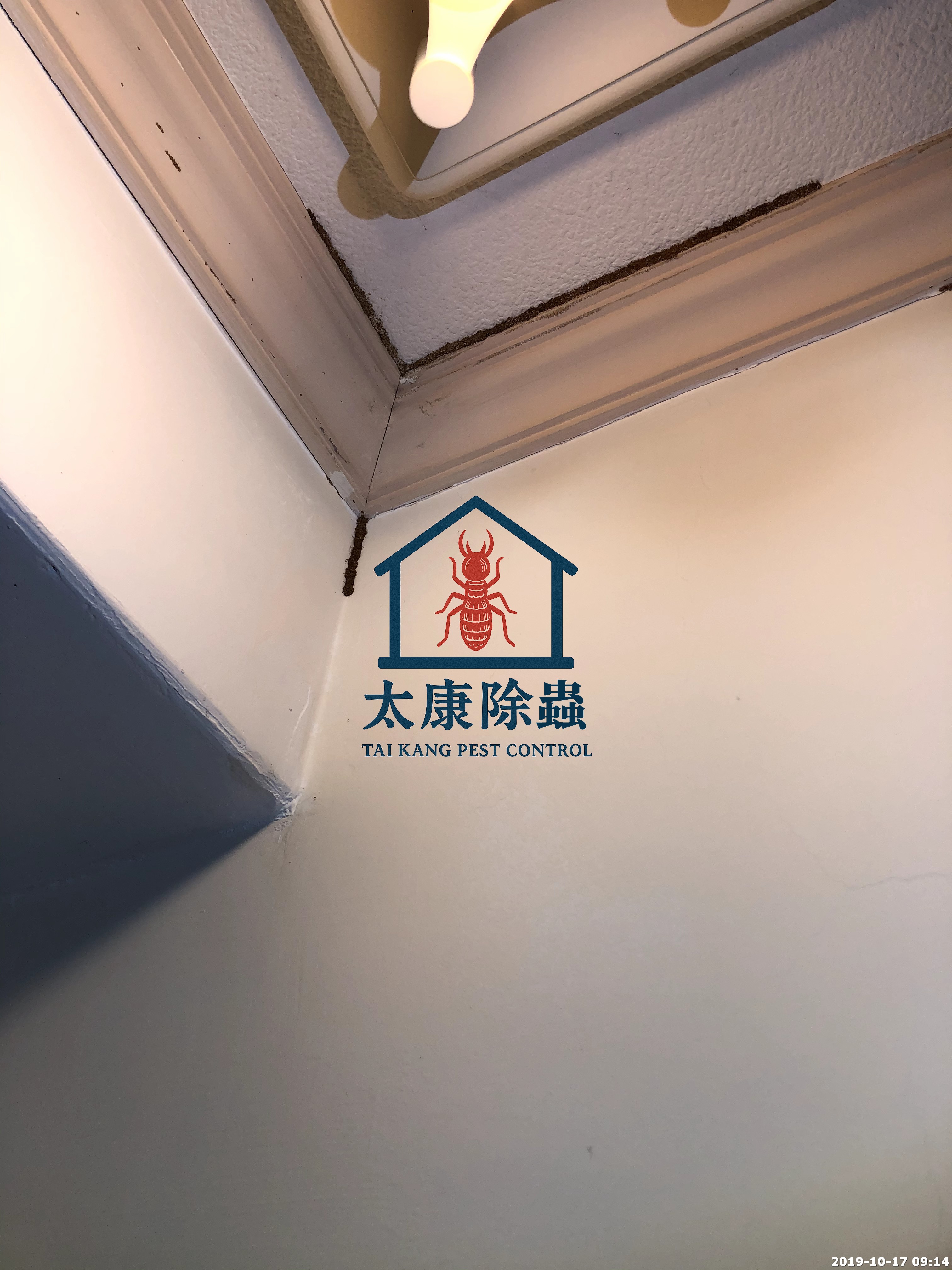 常見的白蟻蟻道