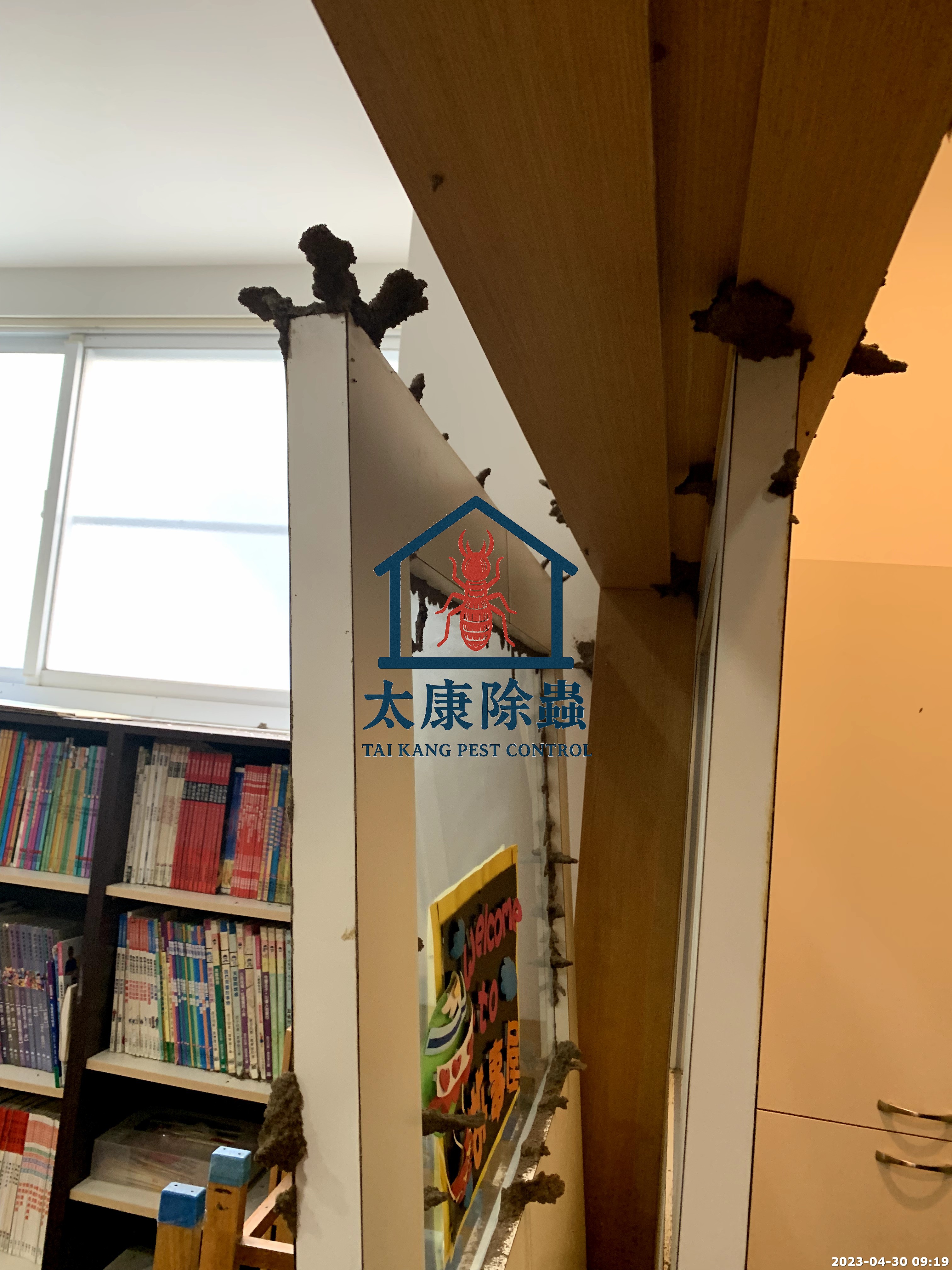 補習班被白蟻嚴重入侵