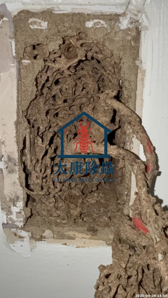 在牆壁上可見的泥土狀羹狀物，顯示白蟻活動的跡象，周圍有些許紅色細物體。