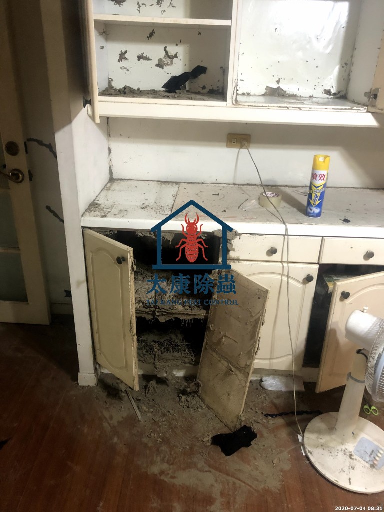 屋主出國半年回來整個家被白蟻啃蝕嚴重