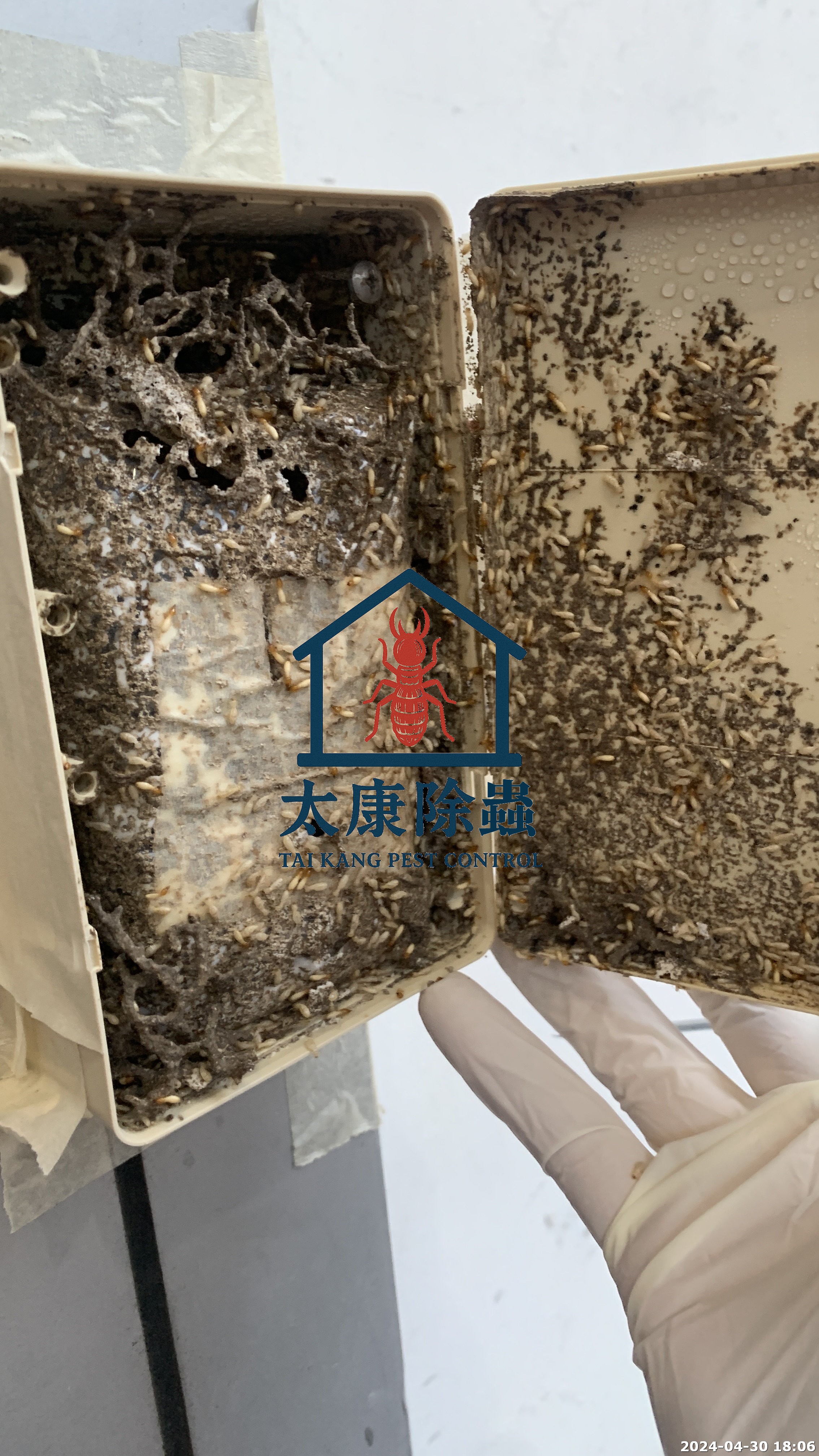 白蟻餌站 白蟻的最愛