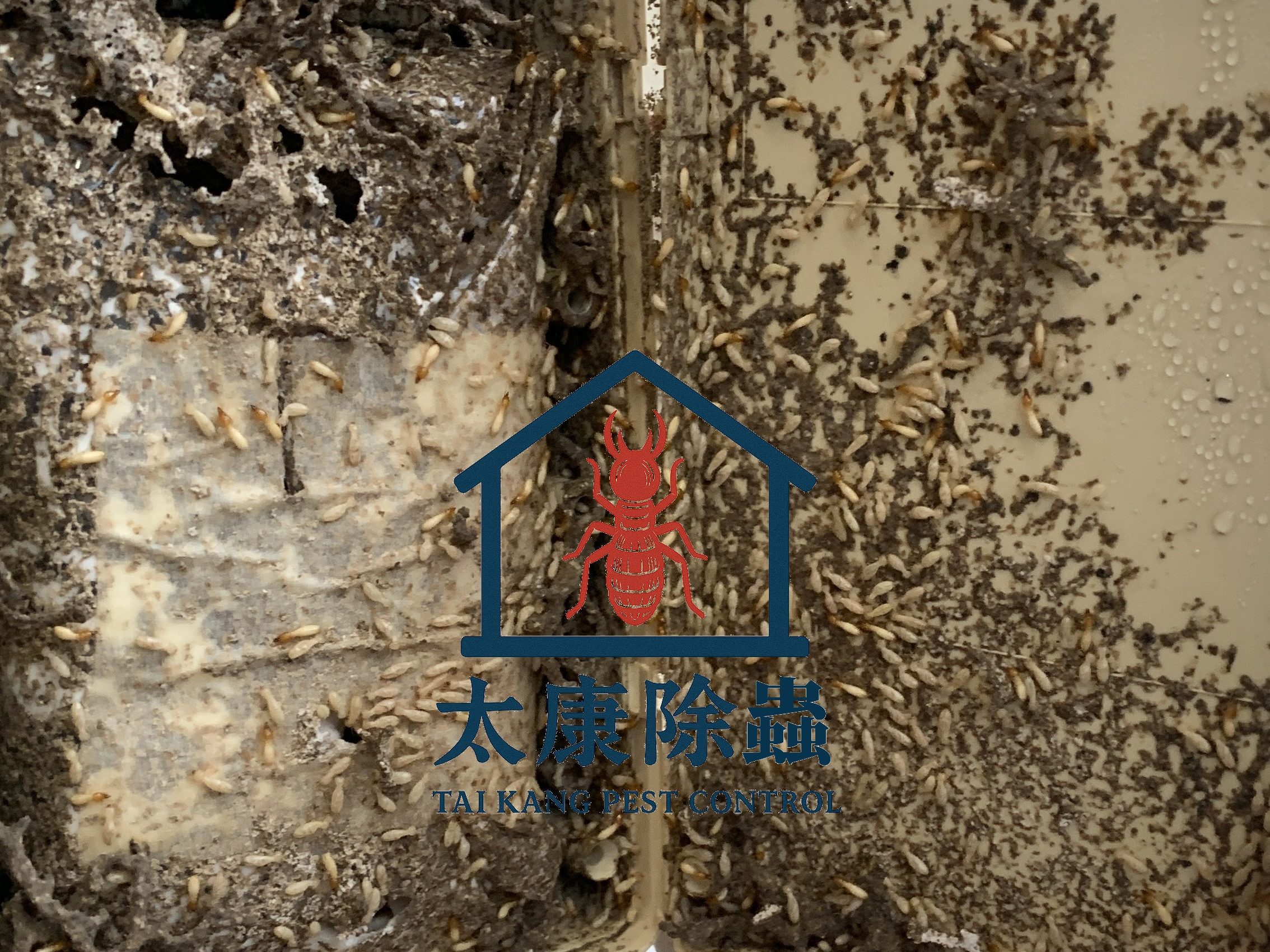 今天在屏東市對客戶的白蟻餌站進行例行複查，結果顯示控制效果良好，白蟻活動明顯減少，餌劑消耗符合預期，穩定達成階段性目標。強調白蟻控制是一項長期任務，需要定期檢查餌站及補充藥劑，以確保問題徹底解決。