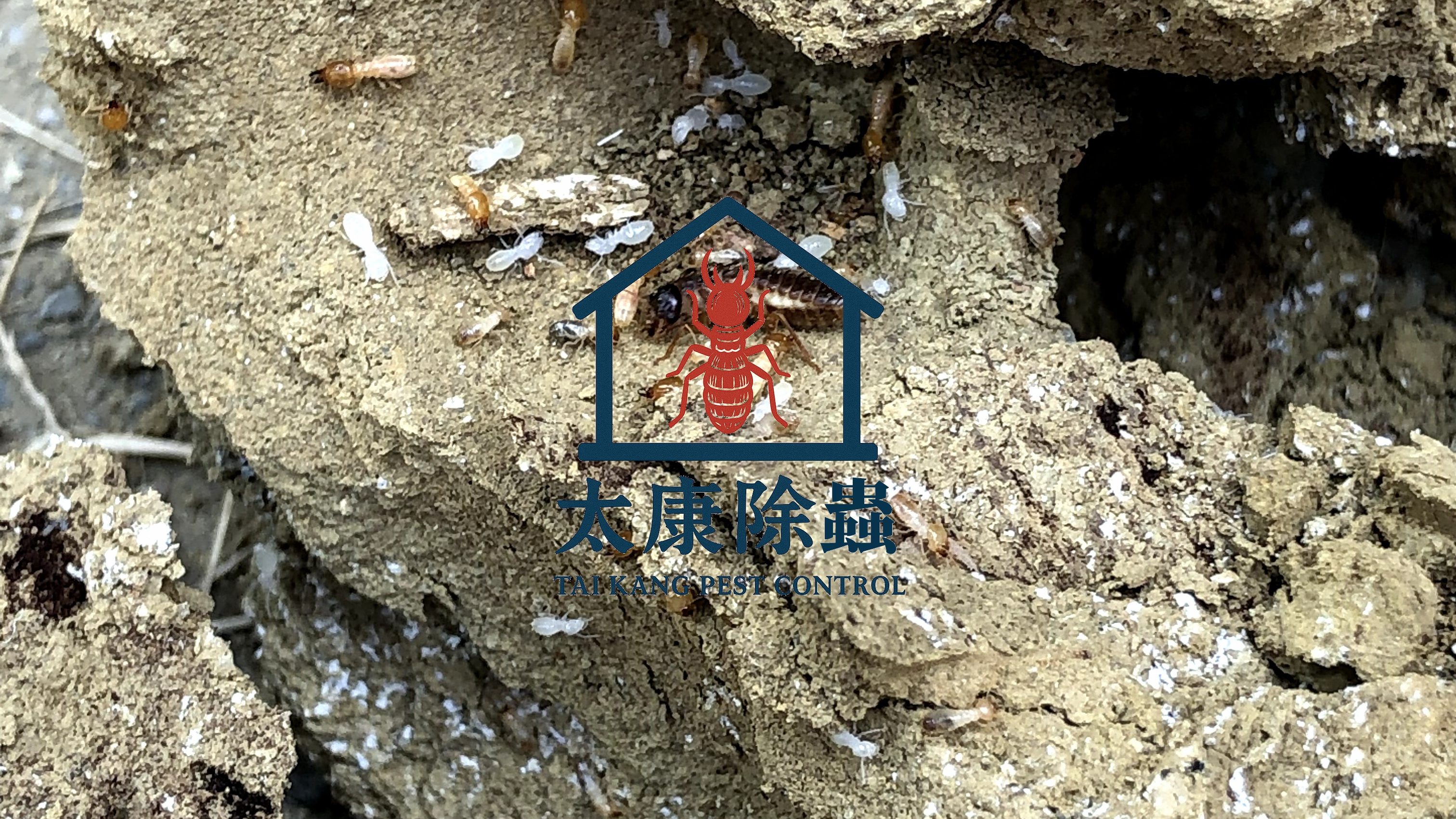 台灣南部氣候高溫多濕，是白蟻孳生的絕佳環境，特別在高雄、台南、屏東等地，每年春夏交界，總有許多家庭陷入白蟻災害。很多人以為白蟻像螞蟻一樣，只會出現在地面上，其實不然——白蟻真正可怕之處在於牠們「躲在你看不到的地方」啃食整個家。