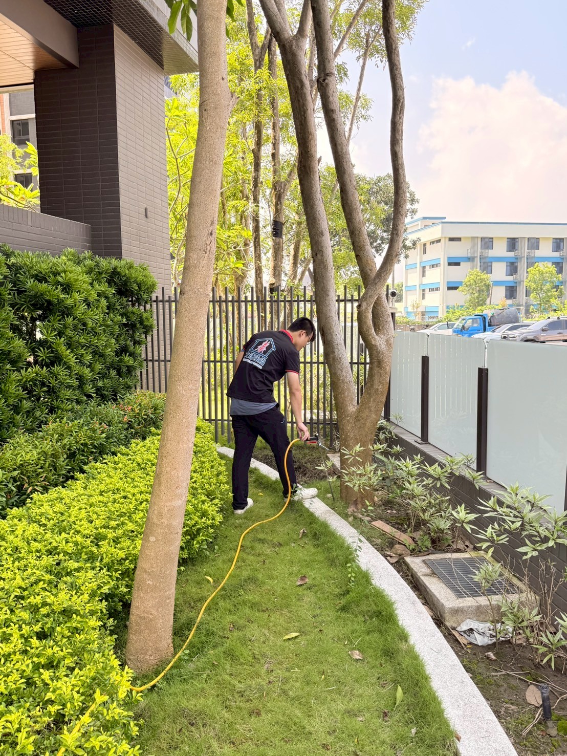 為已經被白蟻侵蝕的樹木 注入白蟻藥劑