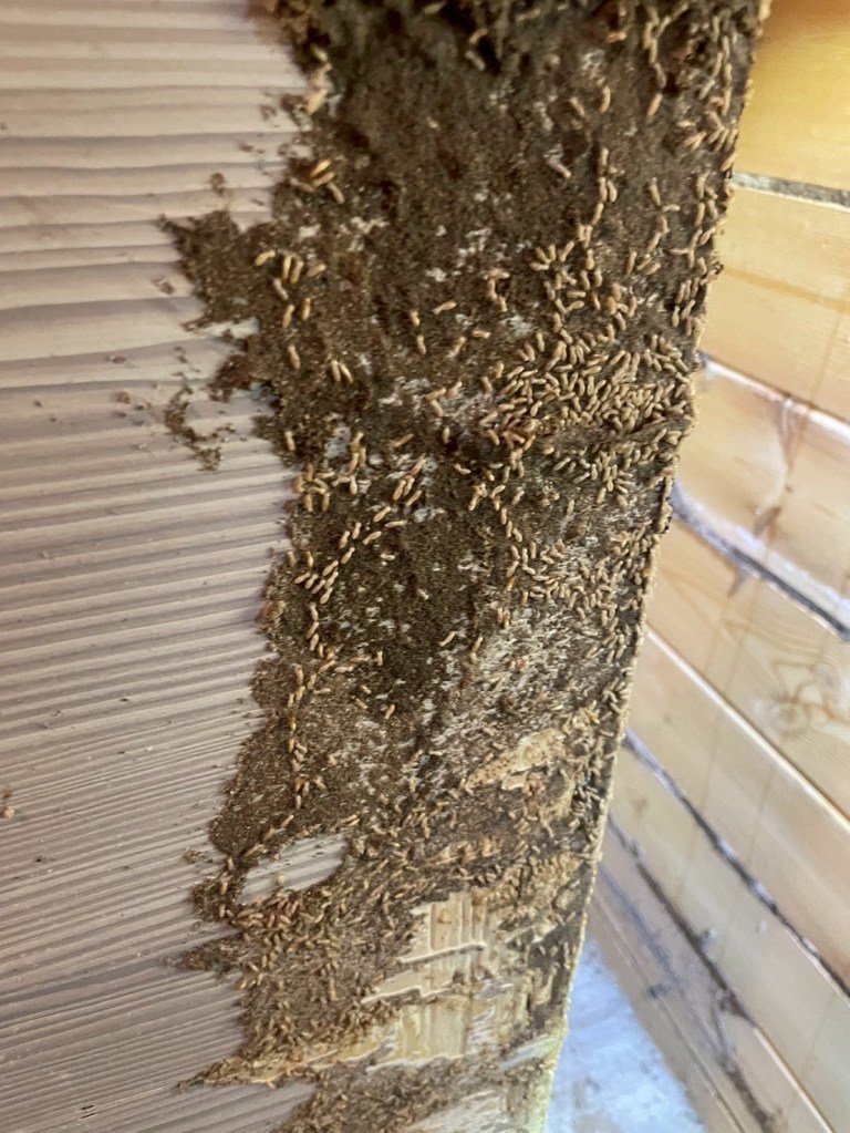 白蟻侵蝕裝潢不只隱蔽 速度還很快 常見情況沒幾週就將裝潢啃食殆盡