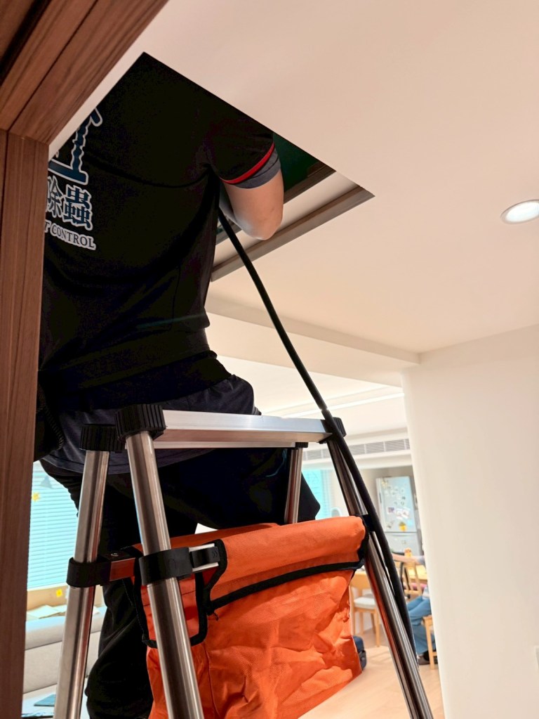 小港區一新成屋發現白蟻土路，檢查後知牆內有未處理木材成白蟻溫床