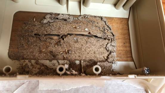 白蟻特寫照片，居家常見的害蟲
白蟻咬食木材，家具受損情況
專業技師施作白蟻防治藥劑
白蟻防治藥劑注射施工實拍
白蟻餌劑安裝照片，高雄白蟻防治案例
白蟻蛀蝕地板的實際案例
系統櫃被白蟻啃蝕，高雄仁武案例
裝潢木作遭白蟻破壞，專業防治需求
