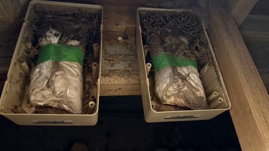 白蟻特寫照片，居家常見的害蟲
白蟻咬食木材，家具受損情況
專業技師施作白蟻防治藥劑
白蟻防治藥劑注射施工實拍
白蟻餌劑安裝照片，高雄白蟻防治案例
白蟻蛀蝕地板的實際案例
系統櫃被白蟻啃蝕，高雄仁武案例
裝潢木作遭白蟻破壞，專業防治需求
