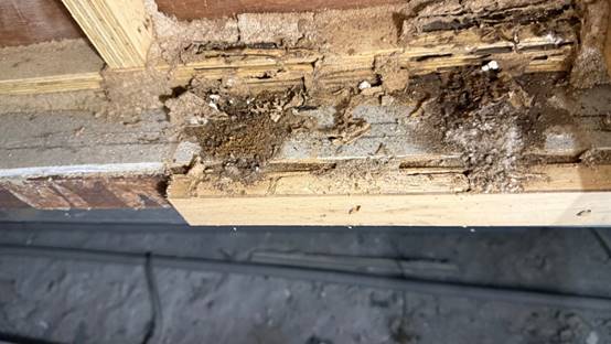 白蟻特寫照片，居家常見的害蟲
白蟻咬食木材，家具受損情況
專業技師施作白蟻防治藥劑
白蟻防治藥劑注射施工實拍
白蟻餌劑安裝照片，高雄白蟻防治案例
白蟻蛀蝕地板的實際案例
系統櫃被白蟻啃蝕，高雄仁武案例
裝潢木作遭白蟻破壞，專業防治需求
