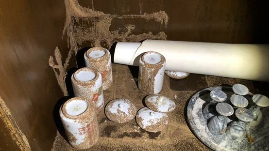 白蟻特寫照片，居家常見的害蟲
白蟻咬食木材，家具受損情況
專業技師施作白蟻防治藥劑
白蟻防治藥劑注射施工實拍
白蟻餌劑安裝照片，高雄白蟻防治案例
白蟻蛀蝕地板的實際案例
系統櫃被白蟻啃蝕，高雄仁武案例
裝潢木作遭白蟻破壞，專業防治需求
