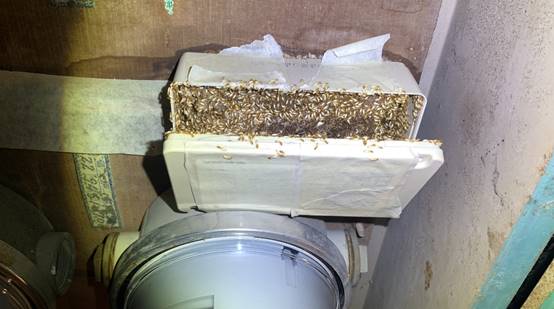 白蟻特寫照片，居家常見的害蟲
白蟻咬食木材，家具受損情況
專業技師施作白蟻防治藥劑
白蟻防治藥劑注射施工實拍
白蟻餌劑安裝照片，高雄白蟻防治案例
白蟻蛀蝕地板的實際案例
系統櫃被白蟻啃蝕，高雄仁武案例
裝潢木作遭白蟻破壞，專業防治需求
