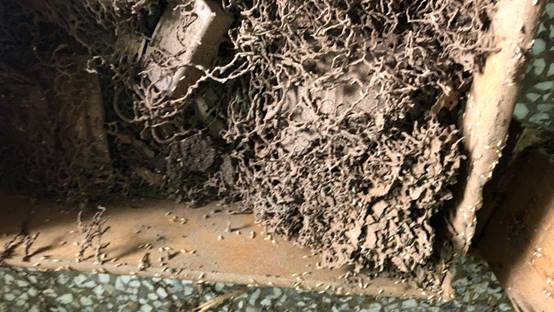 白蟻特寫照片，居家常見的害蟲
白蟻咬食木材，家具受損情況
專業技師施作白蟻防治藥劑
白蟻防治藥劑注射施工實拍
白蟻餌劑安裝照片，高雄白蟻防治案例
白蟻蛀蝕地板的實際案例
系統櫃被白蟻啃蝕，高雄仁武案例
裝潢木作遭白蟻破壞，專業防治需求
