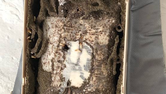 白蟻特寫照片，居家常見的害蟲
白蟻咬食木材，家具受損情況
專業技師施作白蟻防治藥劑
白蟻防治藥劑注射施工實拍
白蟻餌劑安裝照片，高雄白蟻防治案例
白蟻蛀蝕地板的實際案例
系統櫃被白蟻啃蝕，高雄仁武案例
裝潢木作遭白蟻破壞，專業防治需求
