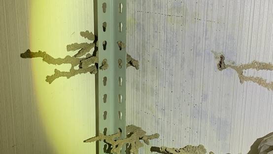 白蟻特寫照片，居家常見的害蟲
白蟻咬食木材，家具受損情況
專業技師施作白蟻防治藥劑
白蟻防治藥劑注射施工實拍
白蟻餌劑安裝照片，高雄白蟻防治案例
白蟻蛀蝕地板的實際案例
系統櫃被白蟻啃蝕，高雄仁武案例
裝潢木作遭白蟻破壞，專業防治需求
