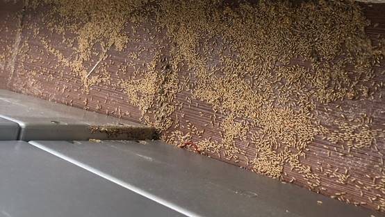 白蟻特寫照片，居家常見的害蟲
白蟻咬食木材，家具受損情況
專業技師施作白蟻防治藥劑
白蟻防治藥劑注射施工實拍
白蟻餌劑安裝照片，高雄白蟻防治案例
白蟻蛀蝕地板的實際案例
系統櫃被白蟻啃蝕，高雄仁武案例
裝潢木作遭白蟻破壞，專業防治需求
