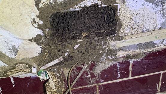 白蟻特寫照片，居家常見的害蟲
白蟻咬食木材，家具受損情況
專業技師施作白蟻防治藥劑
白蟻防治藥劑注射施工實拍
白蟻餌劑安裝照片，高雄白蟻防治案例
白蟻蛀蝕地板的實際案例
系統櫃被白蟻啃蝕，高雄仁武案例
裝潢木作遭白蟻破壞，專業防治需求
