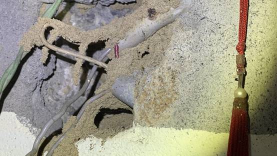 白蟻特寫照片，居家常見的害蟲
白蟻咬食木材，家具受損情況
專業技師施作白蟻防治藥劑
白蟻防治藥劑注射施工實拍
白蟻餌劑安裝照片，高雄白蟻防治案例
白蟻蛀蝕地板的實際案例
系統櫃被白蟻啃蝕，高雄仁武案例
裝潢木作遭白蟻破壞，專業防治需求
