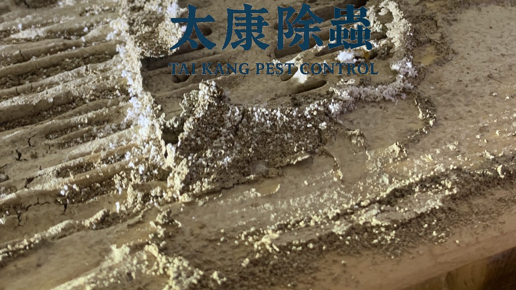 4.看到粉末狀碎屑：粉末狀、白色或偏咖啡色的碎屑，這是白蟻吃完木頭的排泄物，如果在家中看到一堆小山狀的粉末，又在木製家具附近，表示可能有白蟻。