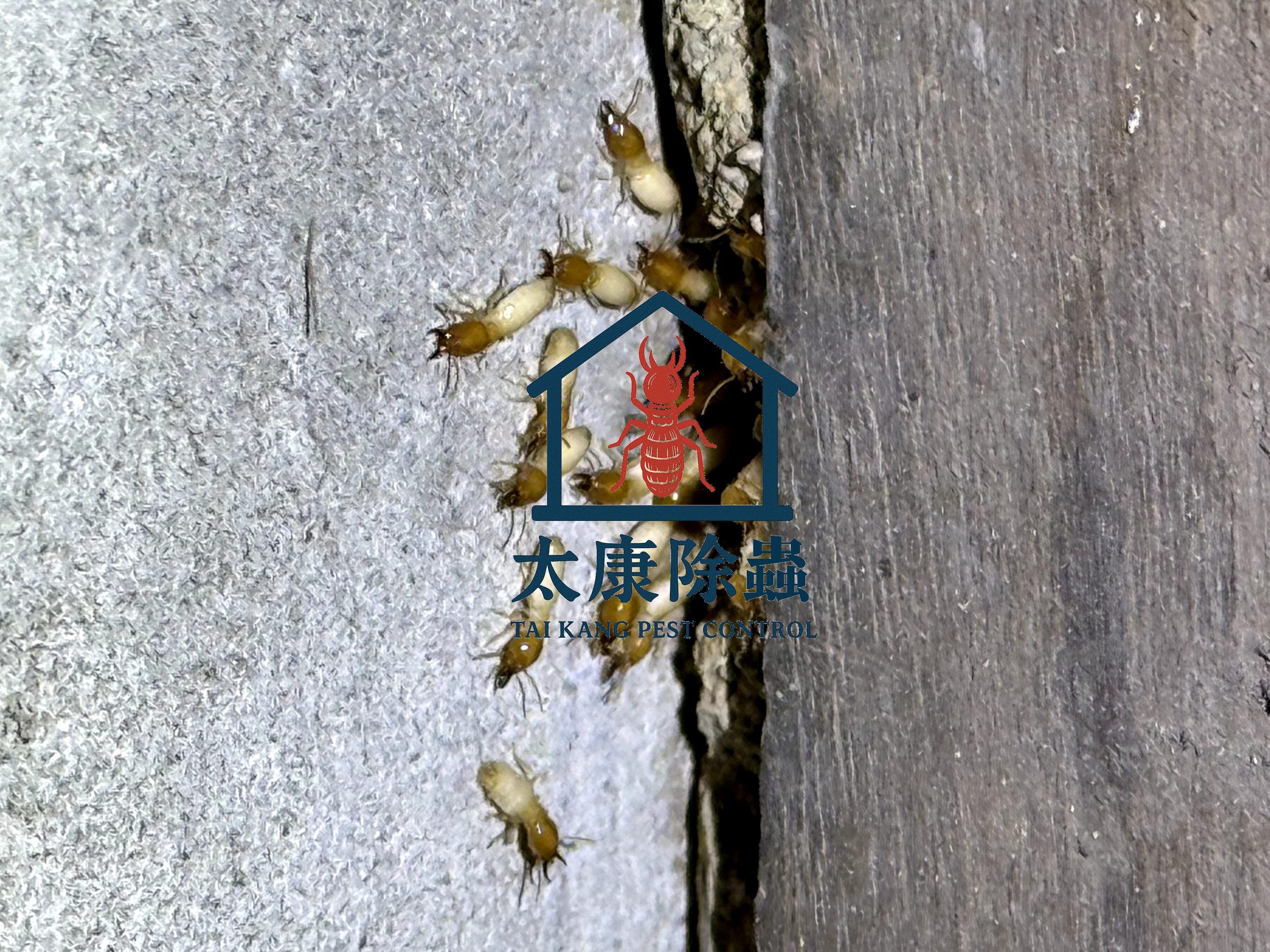 白蟻又稱飛蟻、大水螞蟻，是居家害蟲之一，常在下雨後大量出沒，會啃食木頭家具或建築，造成財物損失。白蟻入侵跡象有哪些？如何消滅白蟻？白蟻防治一次看。