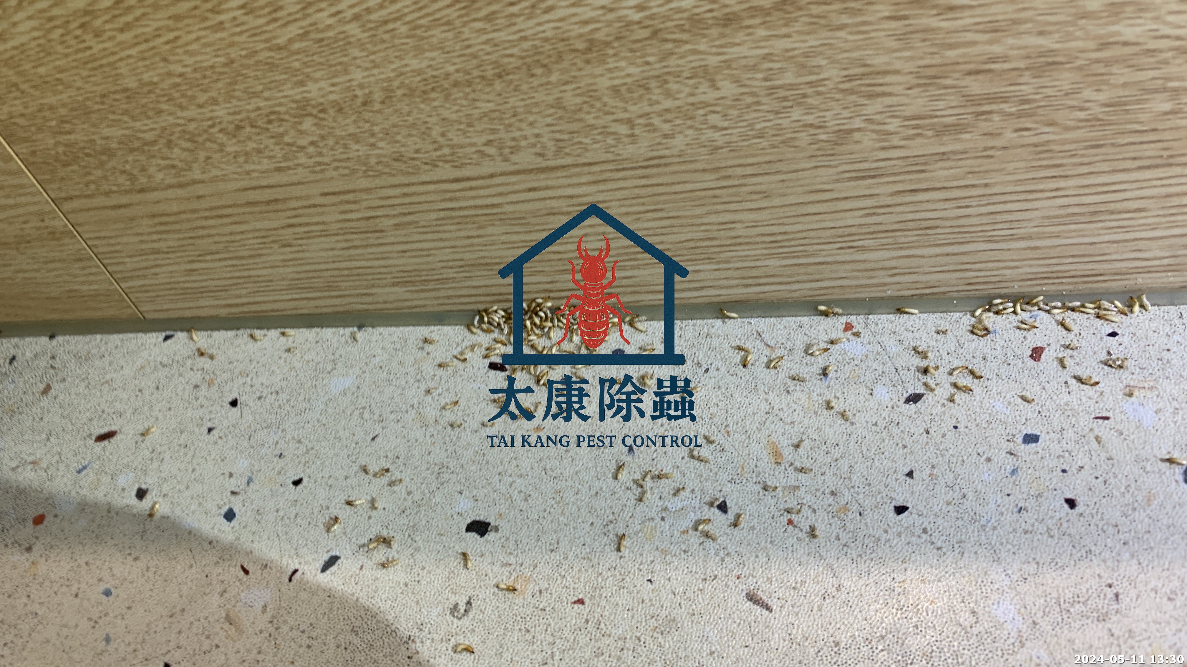 白蟻入侵裝潢 造成財損