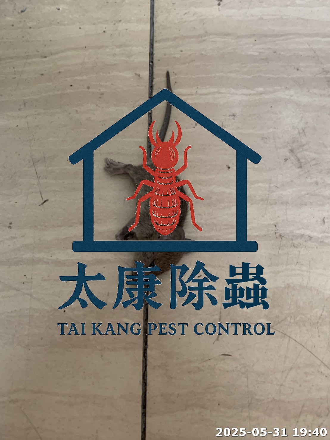 除滅老鼠 鼠患 也是病媒的重要工作之一