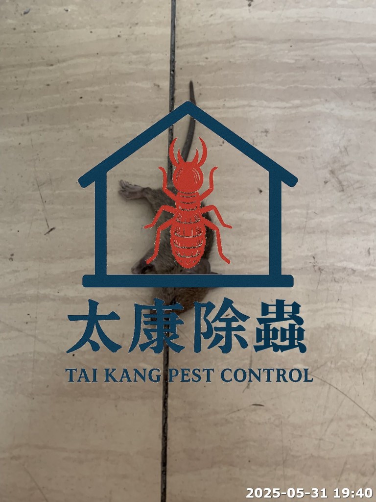 仁武區
倉庫鼠患
封堵室外 12 處入侵孔洞，設置安全餌劑站 8 處
兩週內大幅降低鼠跡，客戶稱讚環境乾淨